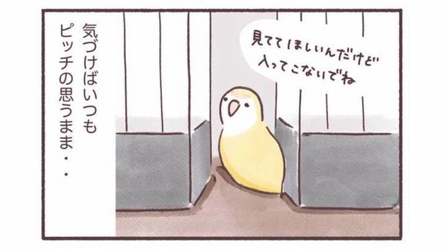 「入ってこないで！」でも「見てて！」狭いところが好きなインコのかわいい本音【うちのインコたちは今日もおしゃべり #５】