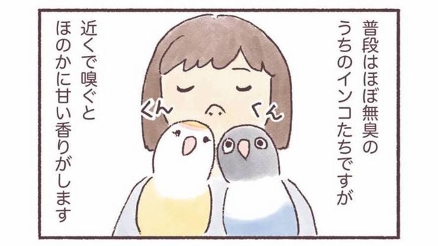 インコはどんなにおいがする？飼い主だけが知る、香りの変化【うちのインコたちは今日もおしゃべり #６】
