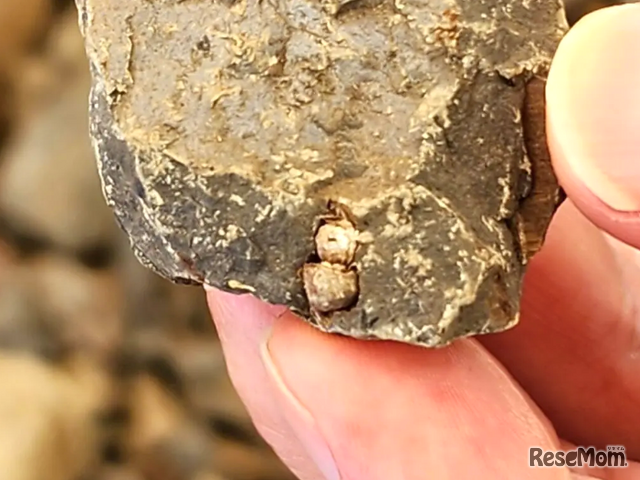 体験で発見された巻貝の化石