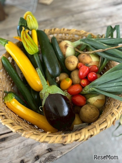 収穫した野菜