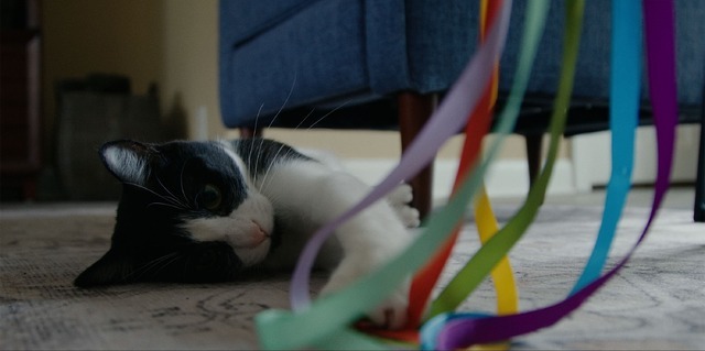 『猫たちと7000マイルの旅』©2025 Gray Hat Productions LLC All Rights Reserved