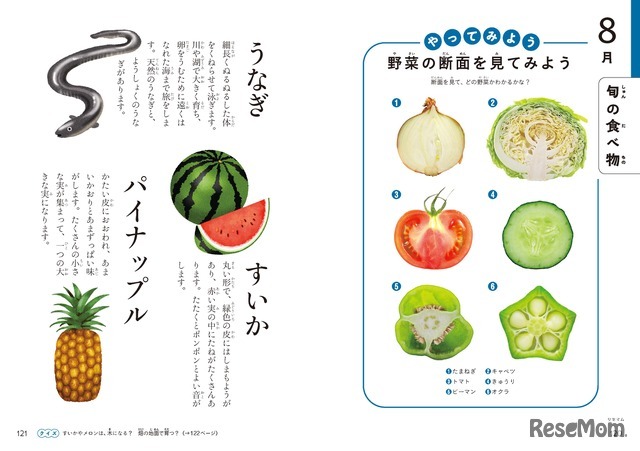 旬の食べ物や、野菜や果物の断面がイラストでわかりやすく説明されている