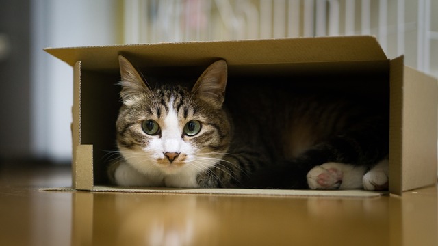 箱から子猫が何匹も…ぎゅうぎゅうになりながら出てくる姿が可愛い！