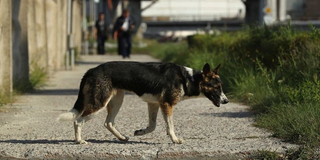 W杯準備のロシア、また野良犬と猫を大量処分か