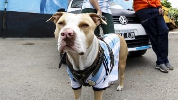 ピッチに乱入した犬、シュートを止めて話題に