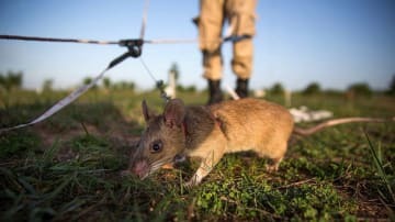 記者会見場に「あの動物」が乱入！女性がめっちゃ騒ぐ