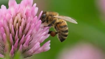 ピッチに「蜂の群れが侵入」するとこうなる…驚きの映像がこれ