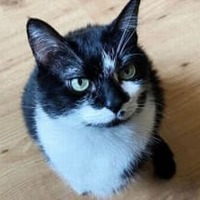 最強のネコGK現る!「スーパーセーブ11連発」がすごいぞ 画像