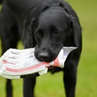 女子、壮大に吹っ飛ぶ!これが「愛犬タックル」だ 画像