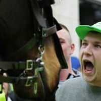 ニューカッスルサポにブン殴られた馬、死去する 画像