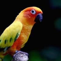 ゴール直後、「走る選手に鳥が着地する」奇跡の場面がこれ 画像