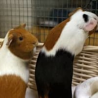 エヴラ、小動物をビビらせる 画像