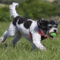 可愛すぎ!元横浜Fフットレ、「犬にサッカーの英才教育」する 画像