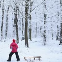 イブラ、森を買う 画像