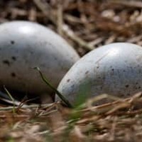 生命の奇跡…サッカーの試合中、鳥がピッチに卵を生む 画像