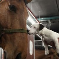 デフリンピック予選の試合、「馬と犬2匹が連続乱入」する 画像