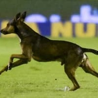 ボールが好き過ぎる犬が試合に乱入!選手を股抜きする 画像