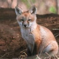 ピッチにキツネが3回乱入。袋で遊ぶ 画像