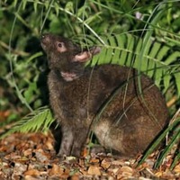クロウサギ事故死、最多 画像