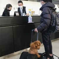 ペットの機内持ち込み3月開始 画像