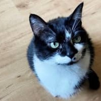 ネコ虐待のズマは見習え!試合に乱入した猫を丁重に扱う3部選手が話題に 画像