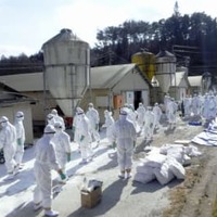 4万1千羽の殺処分終了 画像