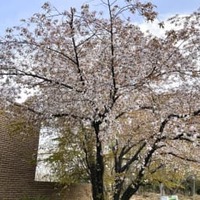京の桜満開、昨年が過去最速 画像