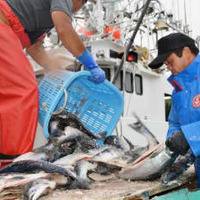 日ロ、サケ・マス漁業交渉へ調整 画像