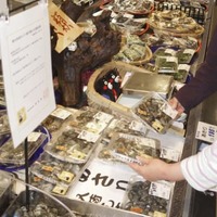熊本アサリ、2カ月ぶり販売 画像