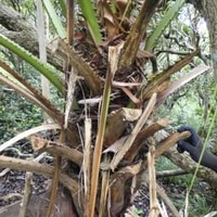 小笠原・母島で樹木を刈った疑い 画像