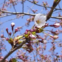 北海道に桜前線が到達 画像