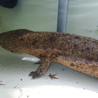 広島のオオサンショウウオ死ぬ 画像