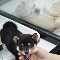 ペット商品市場、成長続く 画像