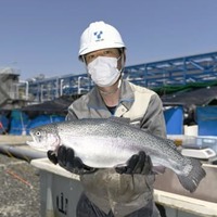 陸上養殖サーモン、初水揚げ 画像