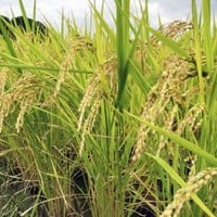 コメ作付け、37道府県で減 画像
