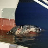 静岡の海岸にクジラの死骸 画像