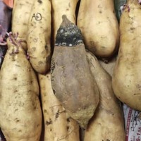 サツマイモの病害が深刻化 画像