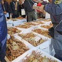 越前ガニ、豊漁で漁獲制限 画像