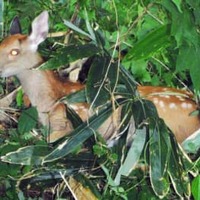 猟師30人、1億7千万申告漏れ 画像