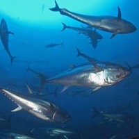 日本のマグロ漁獲枠295トン増 画像