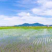 田んぼの横を通った瞬間「たかしがいる！」指を先にあったものとは！？ 画像