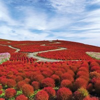 国営ひたち海浜公園で秋イベント、“赤の絶景”コキアや限定グルメを堪能 画像