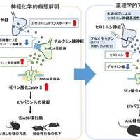 自閉スペクトラム症の新たな病態メカニズムを解明、藤田医科大らの研究 画像