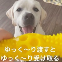 【目撃せよ！】飼い主が「ゆ～っくり」オモチャを渡すと、思わず「スローモーション」になっちゃうラブラドール。「マジ空気読めるｗ」 画像