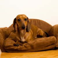 なぜか”怯えた顔”でおすわりする愛犬。次の瞬間、愛犬がおとなしい理由に「正直な犬」「思わず笑った」 画像
