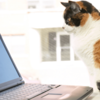 リモート会議中の飼い主 上司が重要な話をした瞬間→愛猫の”まさかな行動”に「主役を奪うとは…」「笑った」 画像