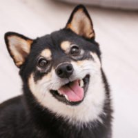 イタズラを□ろうとする飼い主 次の瞬間…→柴犬のポーズに「完全に現行犯」「怒る気失せた」 画像