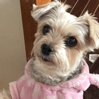 ご飯待ちの愛犬…いつもはお座りだけど⇒ご飯直前に”まさかのポーズ”で「ごめんね」「かわいすぎ!」 画像