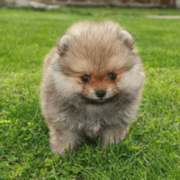 生後6ヶ月のポメラニアン…飼い主がいたずらを□ると⇒愛犬の”拗ねたときの行動”に「かわいい」 画像
