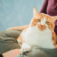 80代の祖父が大好きな4歳の孫 祖父の膝で眠る猫を見ると⇒孫の“まねっこ行動”に「ほっこり」 画像